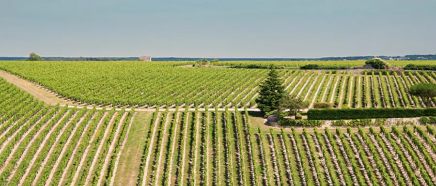 Vignes de Bourgogne aux abords du golf